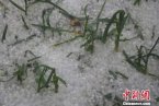 甘肅隴南冰雹 25日隴南冰雹來(lái)襲3.9萬(wàn)人受災(zāi)