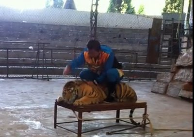 溫嶺動物園打老虎