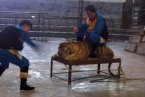 溫嶺動物園打老虎 不是武松打虎一樣打老虎是把老虎
