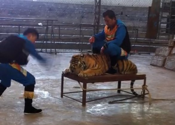 溫嶺動物園打老虎