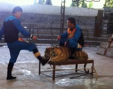 溫嶺動物園打老虎