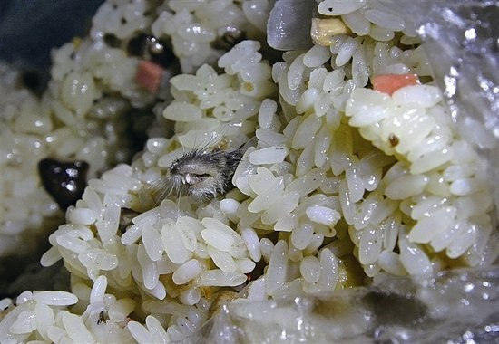 糯米飯吃出老鼠頭