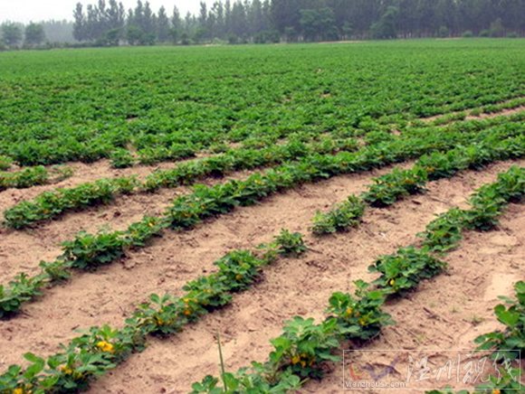 山西姜農(nóng)用劇毒農(nóng)藥神農(nóng)丹給姜殺蟲害