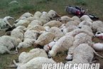 內蒙古局地有強雷暴天氣 強降水致山洪暴發(fā)82只羊死