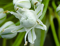 花的圖片 洋蔥開花好看