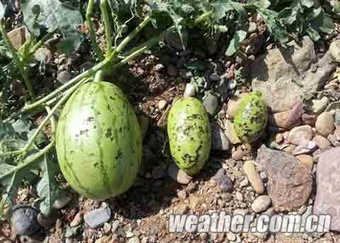 寧夏10日下冰雹 寧夏青銅峽市遭遇強(qiáng)冰雹襲擊農(nóng)業(yè)損失慘重