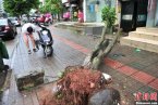 海南臺風飛燕過境 大樹被連根拔起 飛燕臺風對海南