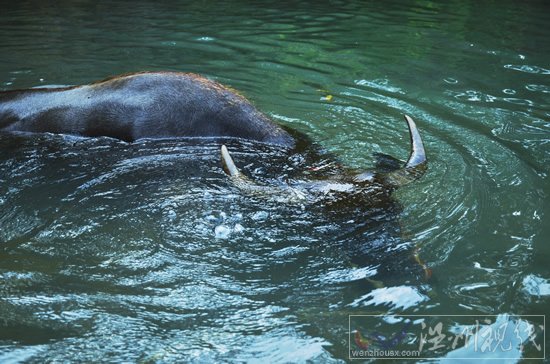 溫州旱情4萬人飲水困難不知從何說起