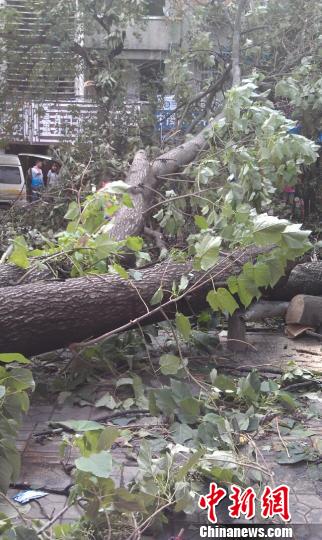 大風(fēng)還將市區(qū)的多顆行道樹吹倒