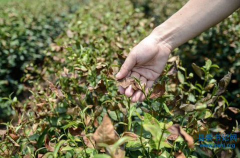 杭州持續高溫 驕陽烤干龍井茶樹近萬畝茶園受災