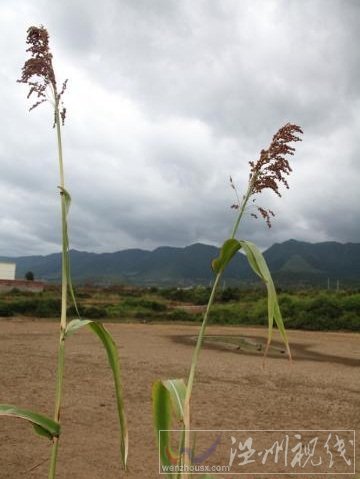 江西干旱 11市91個縣區695.6萬人受災