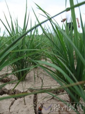 江西干旱 11市91個縣區695.6萬人受災