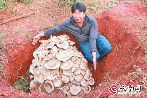 世界最大蘑菇，云南玉溪發現野生食用菌巨大口蘑重達82.8公斤