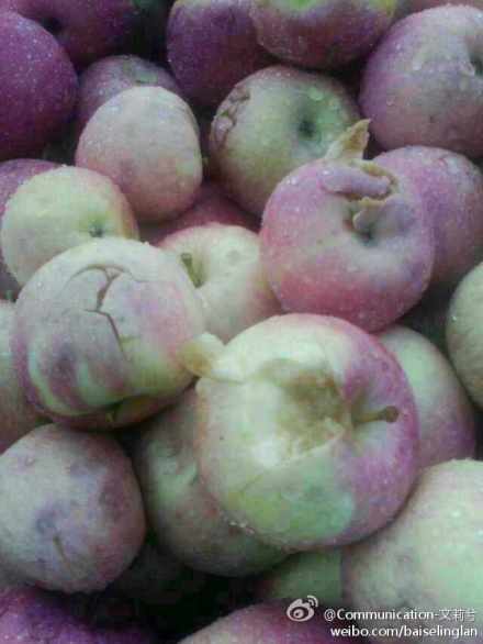 陜西寶雞冰雹 寶雞遭冰雹襲擊蘋果遭殃