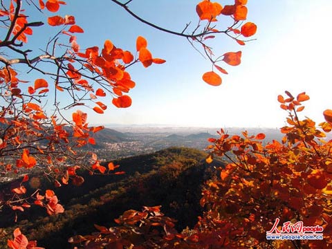 紅得讓你陶醉 秋季最靠譜賞紅地推薦