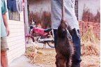 湖南特大老鼠王長90厘米 老鼠王在魚塘偷魚被抓