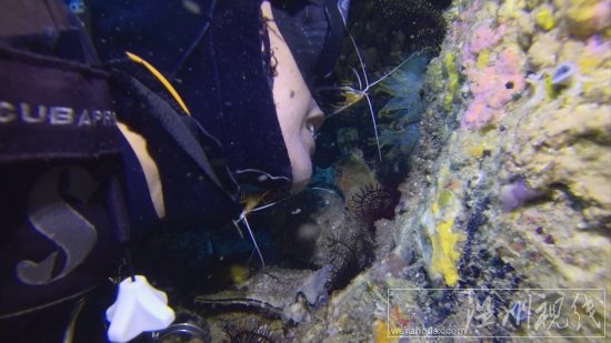 貞妤菲律賓潛水視頻