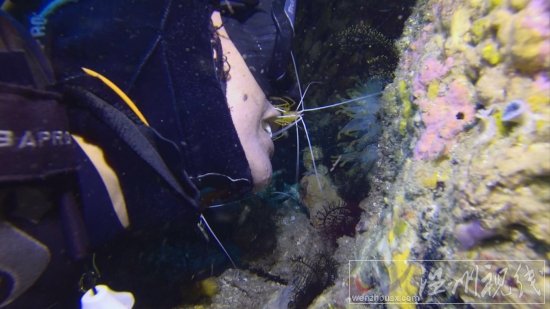 貞妤菲律賓潛水視頻