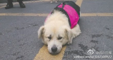 忠犬旺財被主人遺棄 每天在小區(qū)門口癡等主人