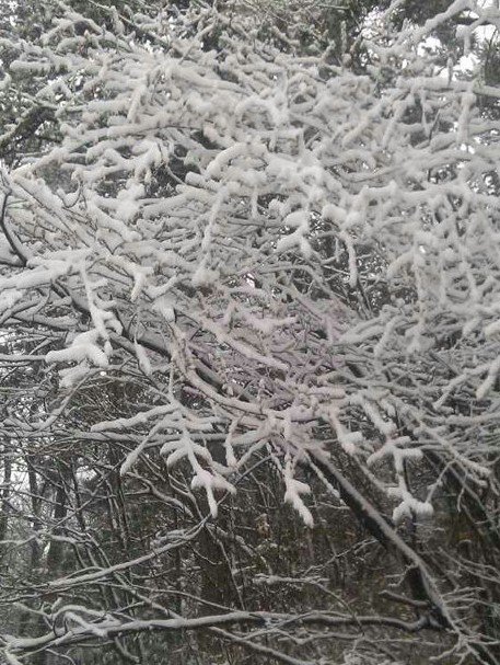 浙江下雪了,2013年冬季浙江湖州安吉第一場(chǎng)雪