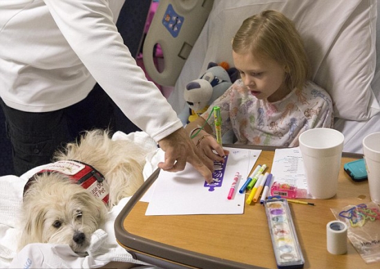 寵物狗監督手術