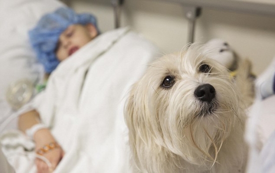 寵物狗監督手術