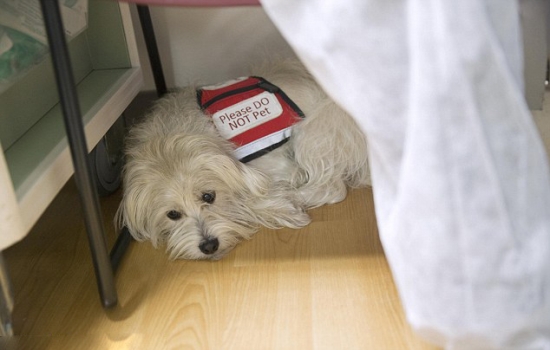 寵物狗監督手術