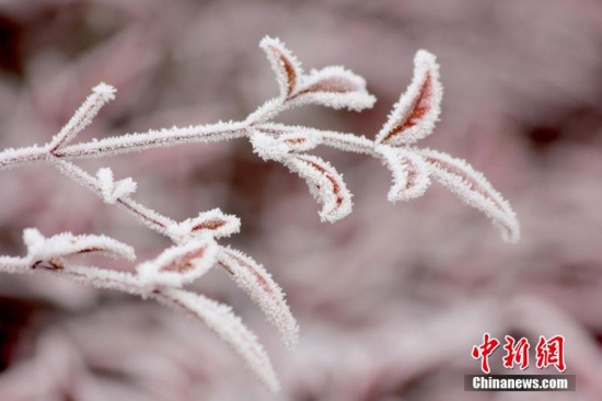 河南周口大范圍霧凇景觀