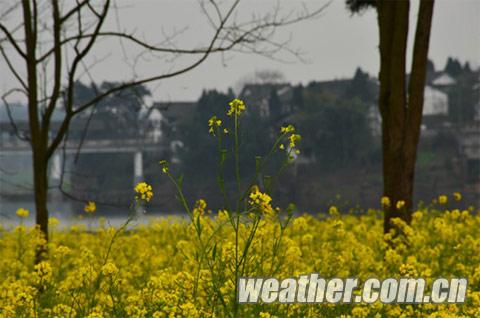 重慶潼南油菜花
