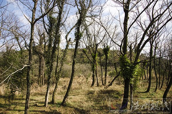溫州下雪了永嘉天氣預(yù)報(bào)說下雨