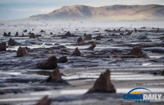 英國遭遇強風(fēng)暴，大風(fēng)出土5000年前的森林遺址。