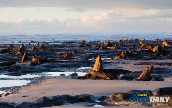 英國遭遇強風(fēng)暴，大風(fēng)出土5000年前的森林遺址。