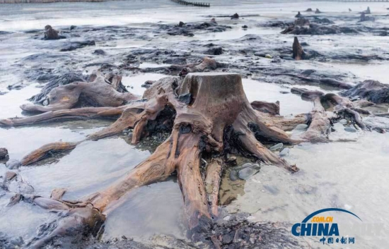 英國遭遇強風(fēng)暴，大風(fēng)出土5000年前的森林遺址。