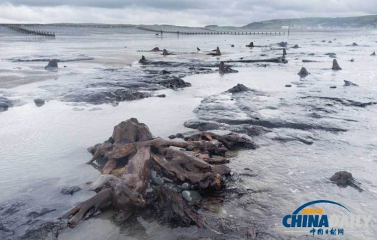 英國遭遇強風(fēng)暴，大風(fēng)出土5000年前的森林遺址。