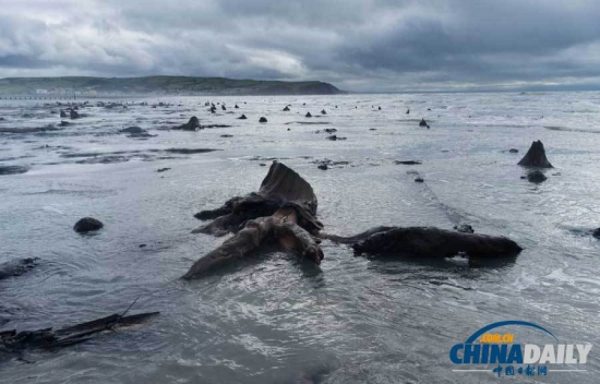 英國遭遇強風(fēng)暴，大風(fēng)出土5000年前的森林遺址。