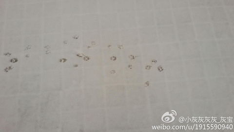 河北馬年迎來第一場雪 12條高速公路結冰