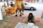 打駱駝行乞 廣州男子牽駱駝在街頭行乞