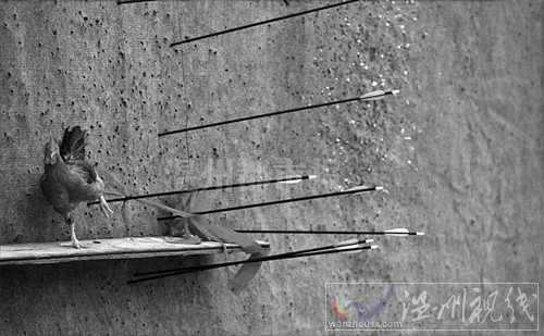 獅子巖景區(qū)將活雞做箭靶