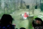 男子跳進老虎園死了沒 成都動物園男子跳進老虎籠