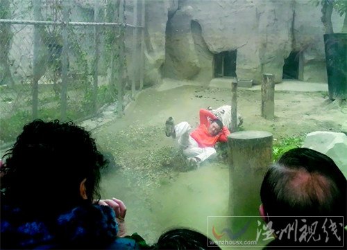 成都動物園男子跳進老虎園