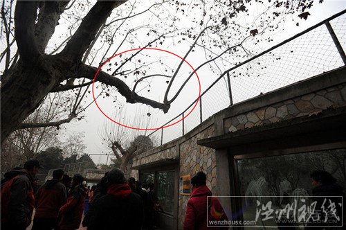 男子是爬樹跳進去的