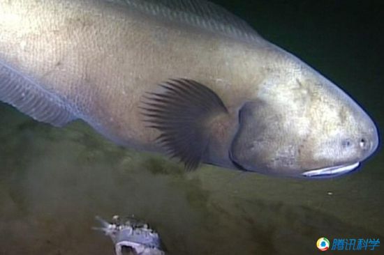 科學家發現7000米深的太平洋海溝有魚蝦
