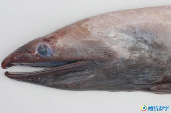 科學家發現7000米深的太平洋海溝有魚蝦