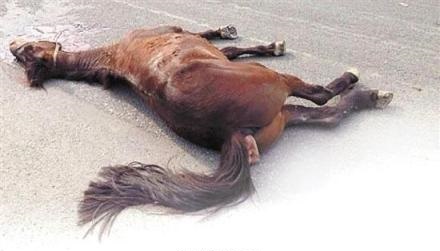 溫州價值18萬駿馬被撞死 肇事工程車逃逸