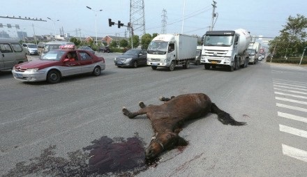 溫州價值18萬駿馬被撞死 肇事工程車逃逸