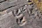 四川現2億年前手獸足跡 手獸屬主龍假鱷類