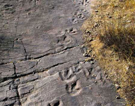 四川現2億年前手獸足跡