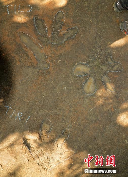 四川現2億年前手獸足跡