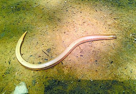 重慶現(xiàn)瀕危物種蛇蜥