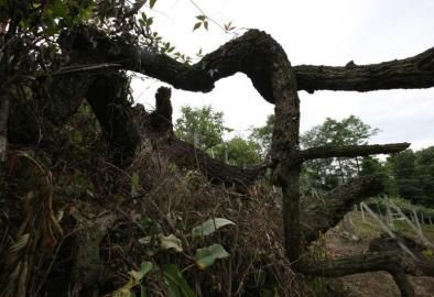 成都十大千年古樹(shù)一棵古青岡樹(shù)干枯了